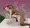 ムサシの熱い夜
