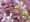 聖剣伝説3　リース（光クラス）　触手ウネウネ2