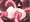 ニプルファック