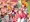「すけちゃうんだもん」最終紹介画像やサンプル等