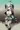けものフレンズ