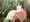 さばげー？