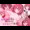 小悪魔な姪とイチャラブ生活　配信されました！