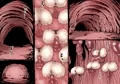 融合戦争～人類存亡をかけた闘い!孕ませ地獄へ突入～［無料版］