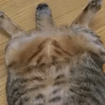 にょたヨフ