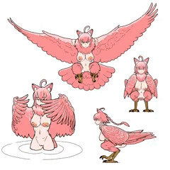ハーピー