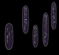 石化・クリ残し・絶頂停止