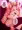 ゆめきゅばす