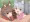 ロリ妖狐ズ
