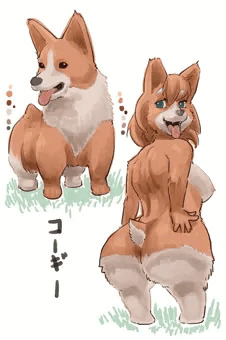 コーギー