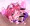 ろりびっち