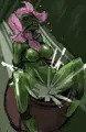 ウォシュレット拷問