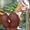 [聖剣３]ヴァナディースリース