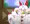 キュウビキツネ様の御慰み