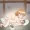 【ふたなり】朧ちゃん抱き枕オナニー