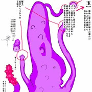 触手テイマーと使役触手