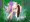 skeb_清姫