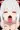 堕ちもこたん