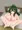 蓮華ちゃん