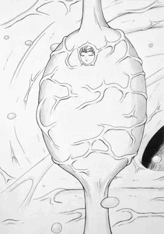肉繭セーラー戦士