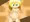 ドロテアちゃん