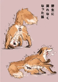 野生に戻れなくなった狐