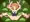芋虫