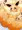おっぱいポケモン（ﾌﾟﾛﾄﾀｲﾌﾟ)