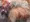 【五等分の花嫁】ゴム切れ生中指導を受ける次女
