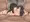 豚さんのおもちゃ