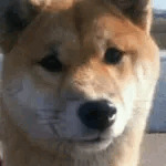 こうづき