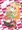 きららジャンプニジエたん