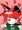 ぴょんぴょんおりんりん