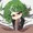タツマキさん