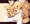 ねこみみ
