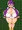 ゆさゆさボインgif