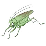ころギス