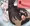 ヒマリ