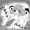 しろことにんじん