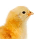 ひよこ