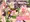 田舎っ娘に外でチ〇ポ舐めてもらうCG集