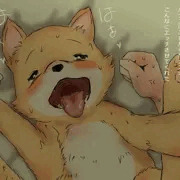 本日のわんこ