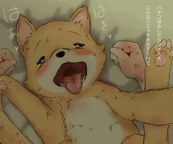 本日のわんこ