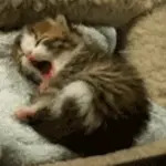 熊尾もふもふ