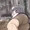 よくある規模だ