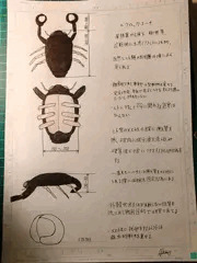 クロッカコーチ生態レポート