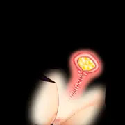 蟲姦産卵断面図シーン