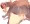 うちの子