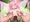 花の女児妖精