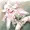 たこ